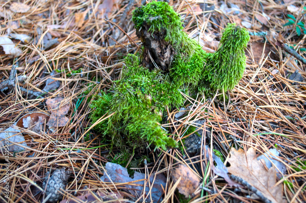 moss`s hand on the pine`s needle moss`s hand on the pine`s needle