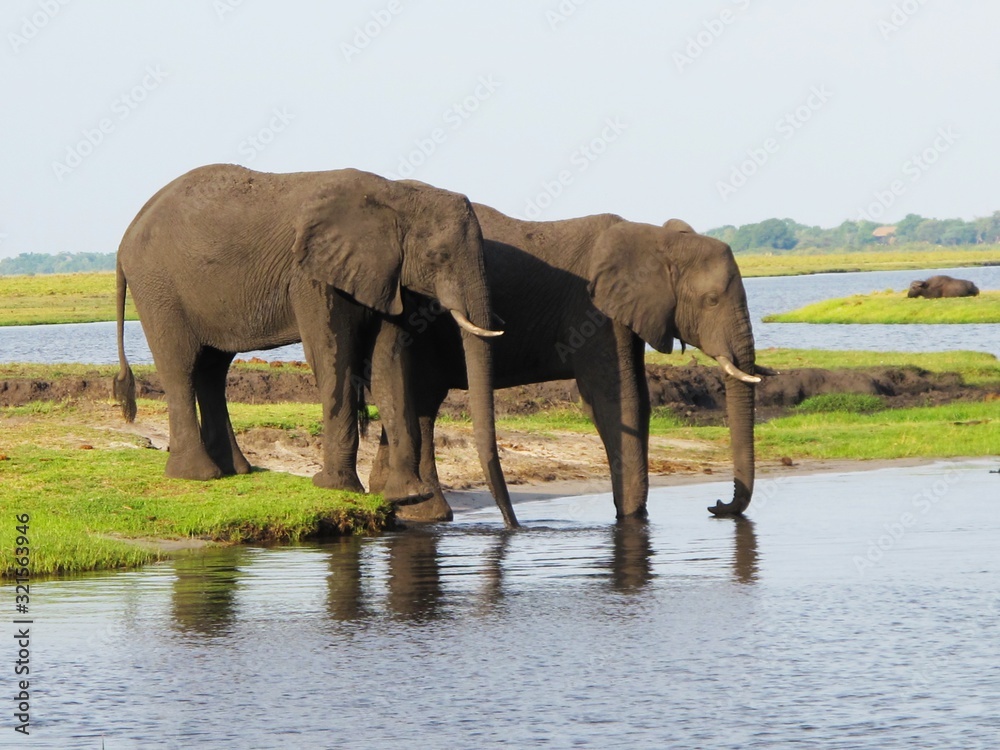 Fototapeta premium Elephant at the watering hole, wild animals.