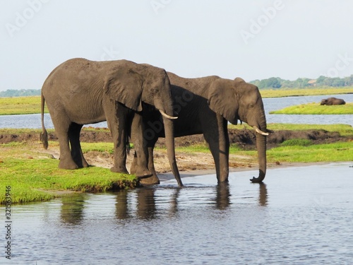 Elephant at the watering hole, wild animals.