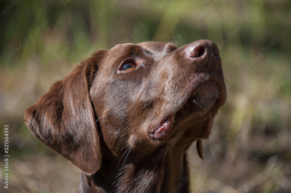 brown labrador retriever