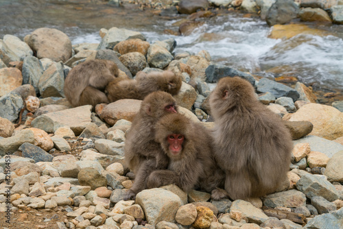 Japanese Snow Monkeys stay around the river among snowy mountain in Jigokudani Snow Monkey Park  JIgokudani-YaenKoen  at Nagano Japan on Feb. 2019.