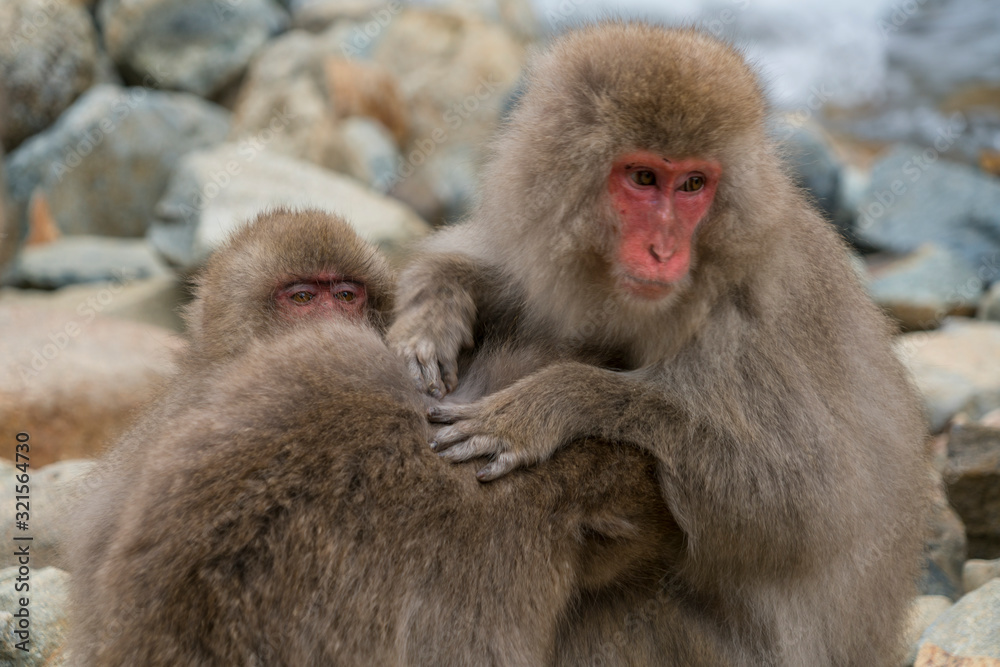 Japanese Snow Monkeys stay around the river among snowy mountain in Jigokudani Snow Monkey Park (JIgokudani-YaenKoen) at Nagano Japan on Feb. 2019. Japanese Snow Monkeys stay around the river among snowy mountain in Jigokudani Snow Monkey Park (JIgokudani-YaenKoen) at Nagano Japan on Feb. 2019.
