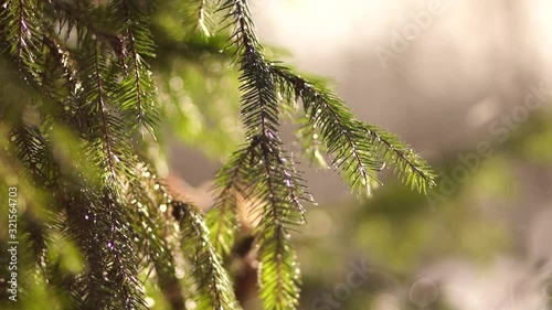 Slow motion video footage of sunny beautiful majestic coniferous branhces of green tree and blurry defocused bokeh and soft delicate snowflakes falling down blowing by gentle wind. photo