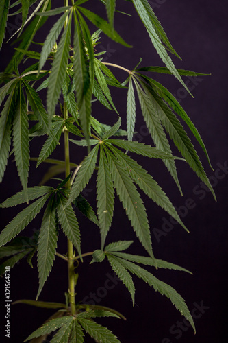 Thematic photos of hemp and marijuana Green leaf