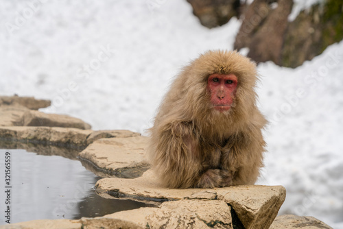Japanese Snow Monkeys stay around the hot spring among snowy mountain in Jigokudani Snow Monkey Park (JIgokudani-YaenKoen) at Nagano Japan on Feb. 2019. © STUDIO BONOBO