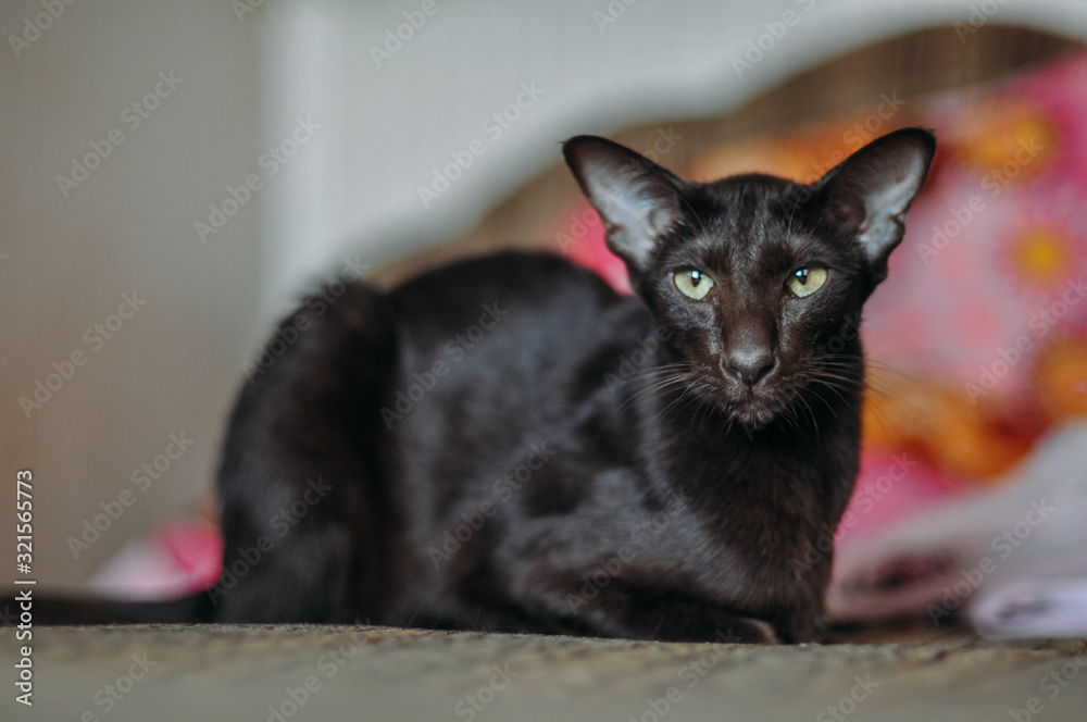Oriental shorthair cat sits at home Oriental shorthair cat sits at home