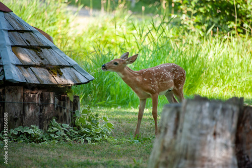Spotted Fawn in Yard