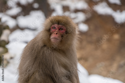 A Japanese Snow monkey stays on snowy mountain in Jigokudani Snow Monkey Park (JIgokudani-YaenKoen) at Nagano Japan on Feb. 2019.