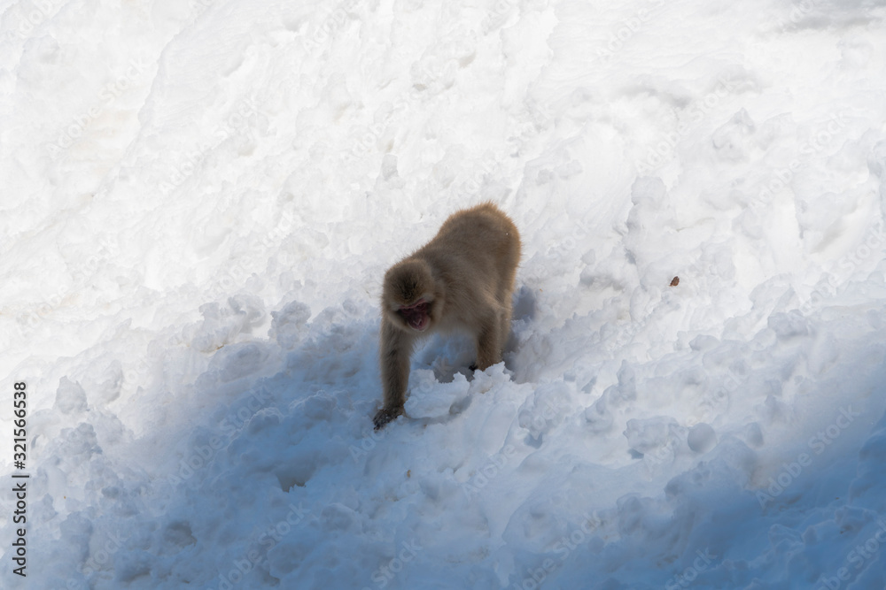 A monkey walks on snowy mountain in Jigokudani Snow Monkey Park (JIgokudani-YaenKoen) at Nagano Japan on Feb. 2019.