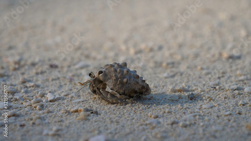 Small gray clam crawls on the sand in a shell, close-up