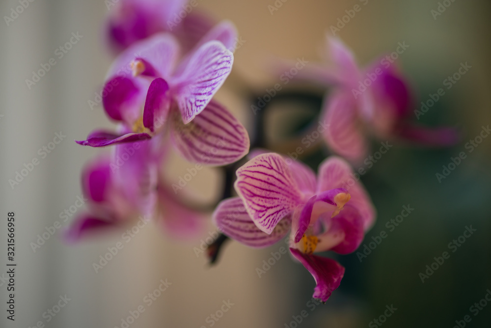 Obraz premium Close-up of beautiful pink phalaenopsis orchid flower blooms