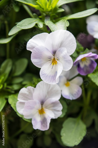 Pansy Flowers vivid white spring colors. Macro images of flower faces. Pansies in the garden