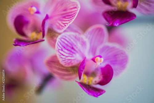 Close-up of beautiful pink phalaenopsis orchid flower blooms
