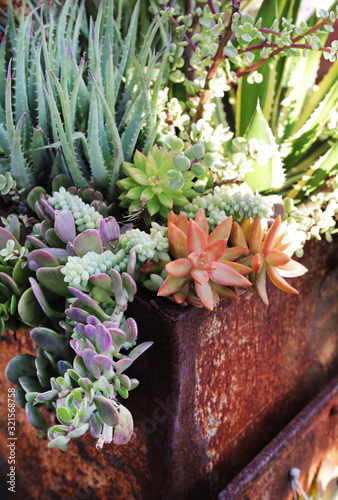 succulent arrangement  photo