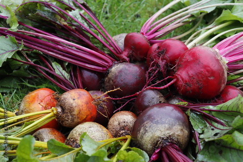 Root vegetables of different varieties of organic beets in the garden on the grass. Yellow, striped chioggia and ordinary beets.