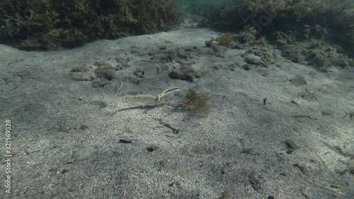 school of seabream and goatfish on sandy bottom. Goldstriped goatfish (Parupeneus forsskali) and sargo or white seabream (Diplodus sargus). Mediterranean Sea, Greece photo