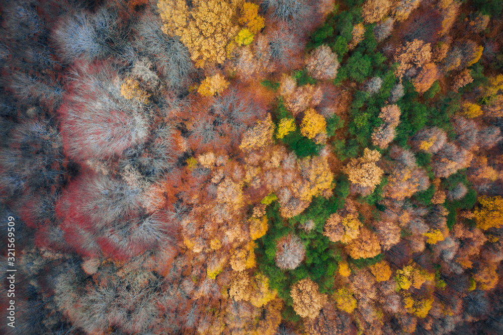 Aerial view of a forest during the autumn season, colorful trees seen from above on the Volcano Etna. Drone shot