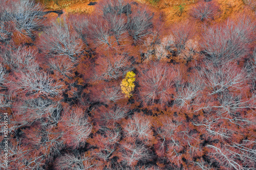 Wallpaper Mural Lonely yellow tree in the forest seen from above. Aerial shot drone of a forest in the autumn season Torontodigital.ca