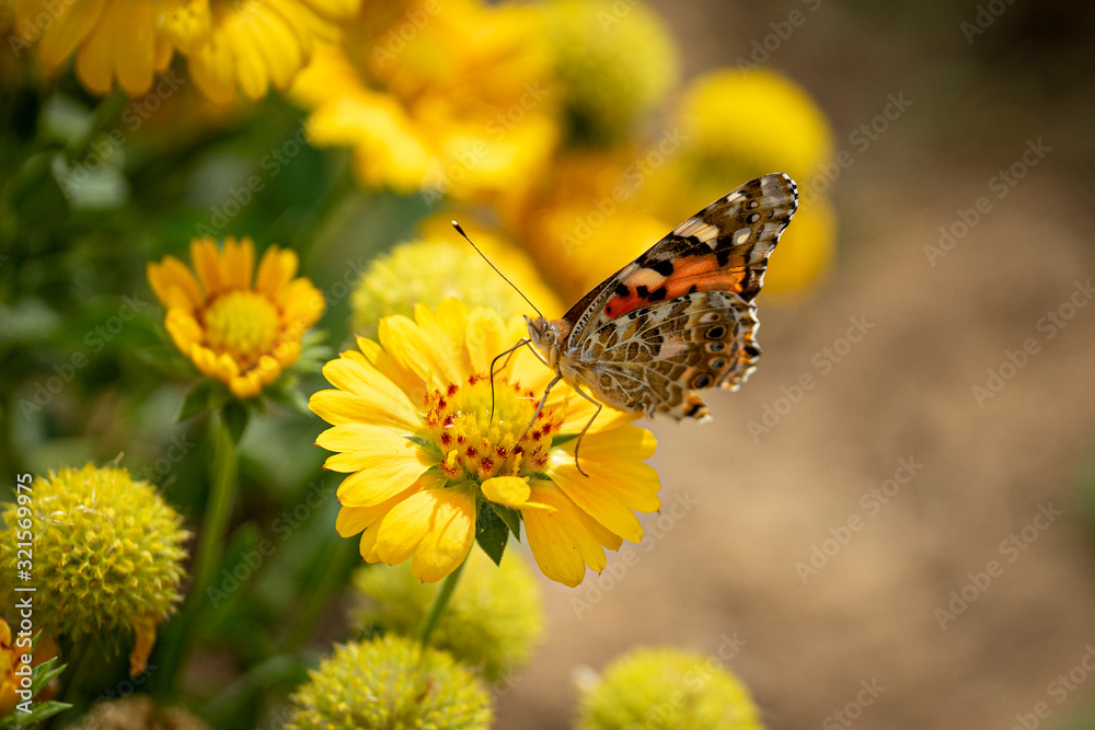 Fototapeta premium Beautiful butterfly on a flower 