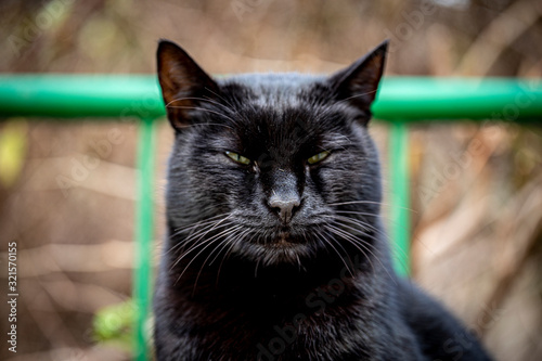 Black cat portrait. Concept of the fortune. 