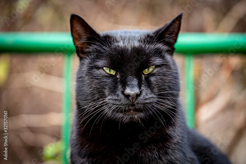 Black cat portrait. Concept of the fortune. 