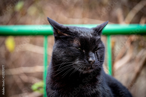 Black cat portrait. Concept of the fortune. 