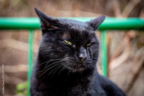 Black cat portrait. Concept of the fortune. 