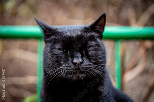 Black cat portrait. Concept of the fortune. 