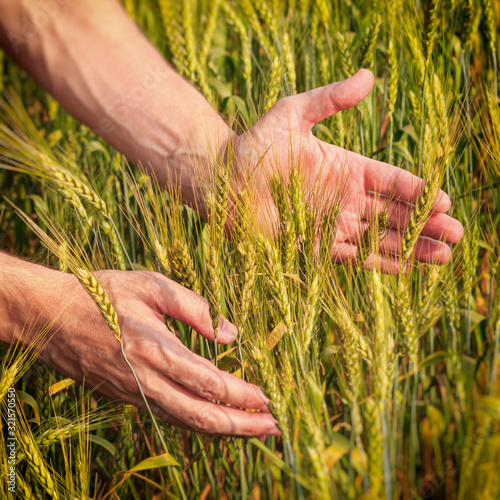 Rural landscape - hands of a farmer with ears of young wheat closeup, under the hot summer sun