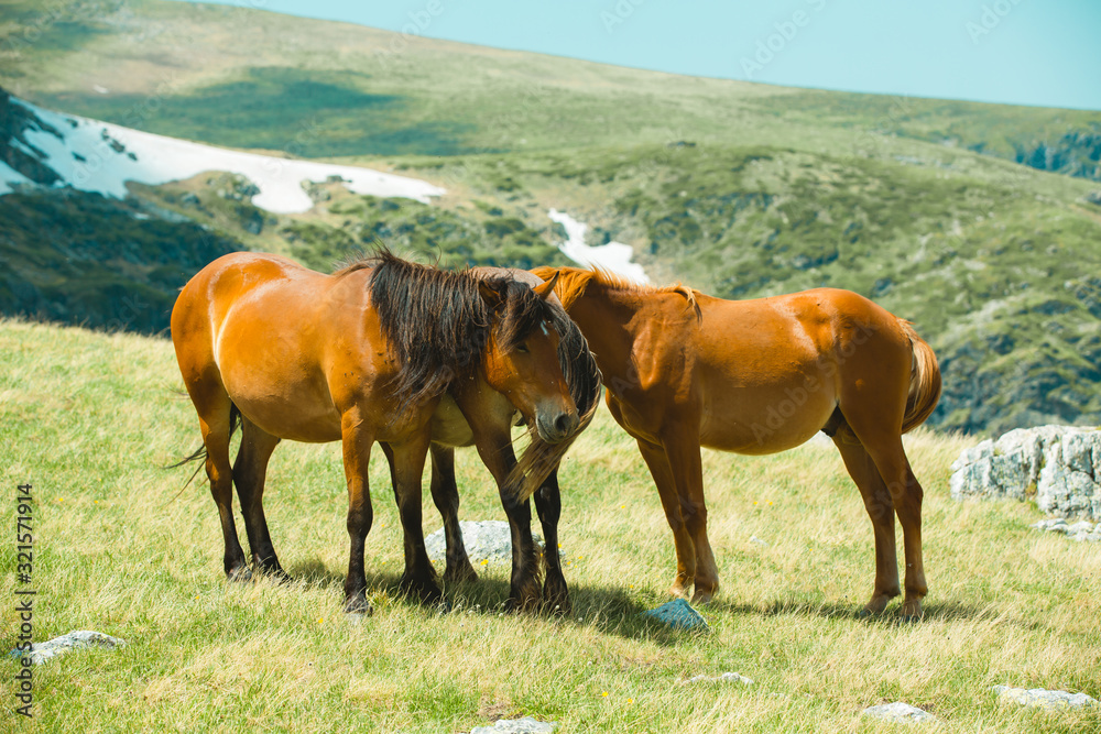 Horses in the mountains