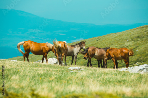 Horses in the mountains © Kirill Grekov