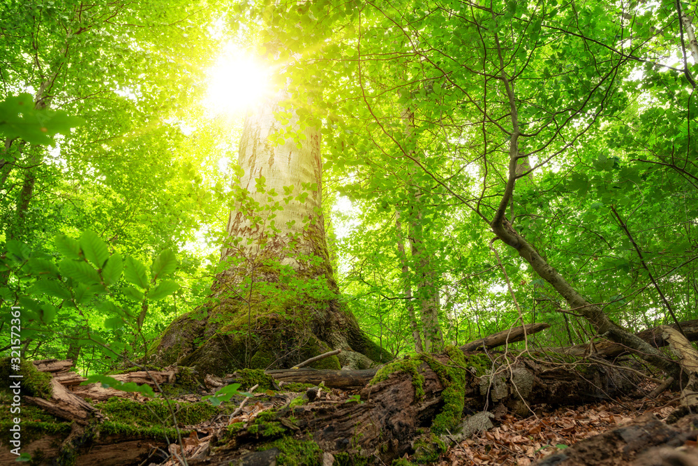 gro-er-baum-wird-mit-sonnenlicht-geflutet-kosystem-unserer-erde