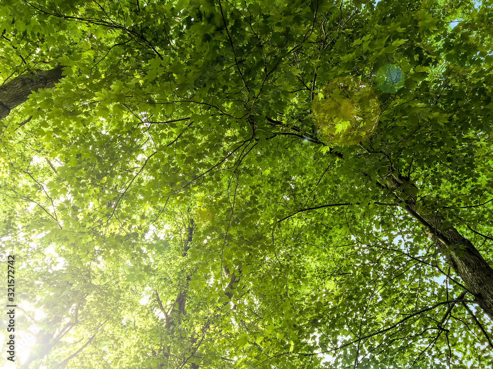green leaves of tree green leaves of tree