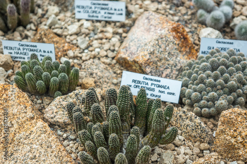 Small clusters of different small cactus plant variants in a botanical garden greenhouse setting. Signs with latin names and focus on foreground. Desert and marbled stone ground in natural light. photo