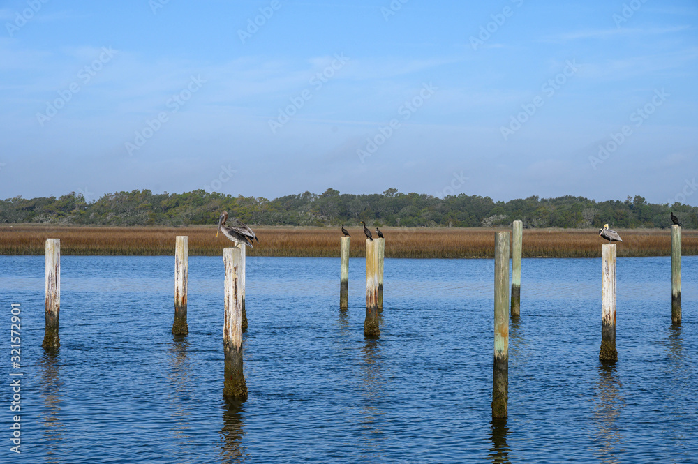  Pelicans and other birds perched on poles in the water. The birds are resting above the water at the beach.