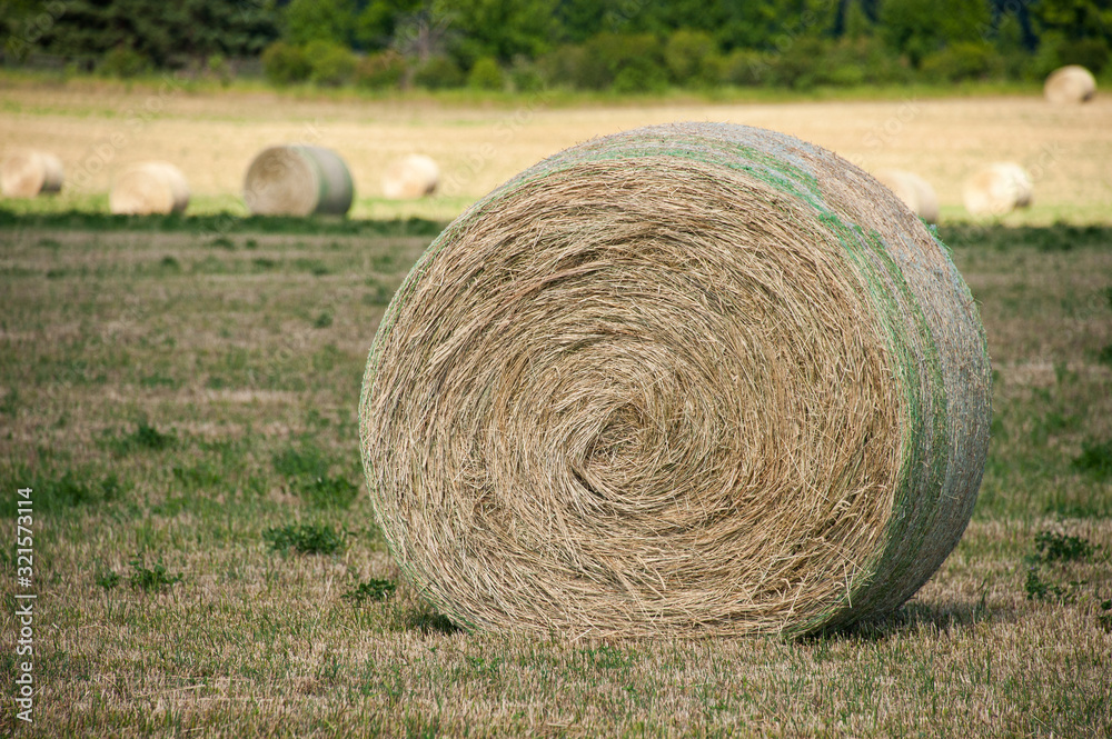 hay bales in the field