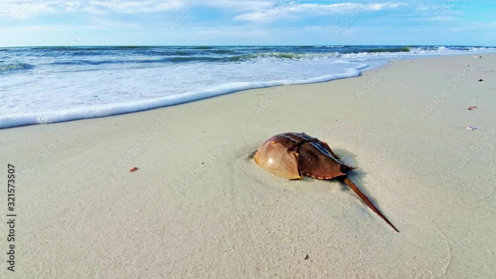 An isolated horseshoe crab on the sand with ocean wave crashing and reaching the crab standing in the sand. Close up shows the shell and tail clearly, as well as the cloudy sky. Clearwater Beach, FL. 