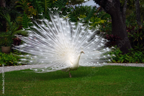 All white male peacock bird with its tail feathers opened
