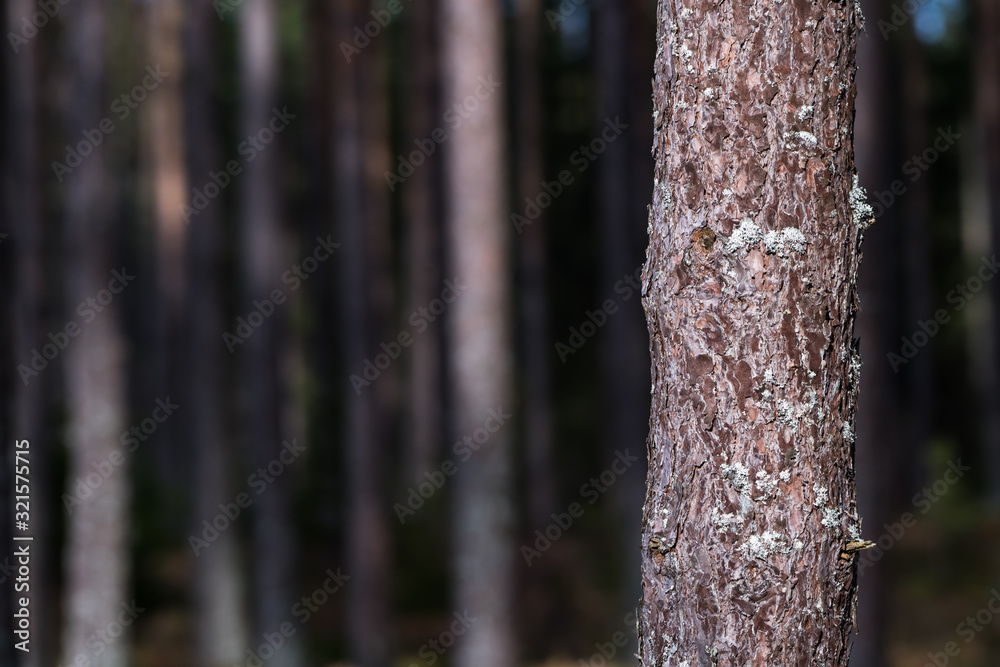 Fototapeta premium Growing pine tree stem close up