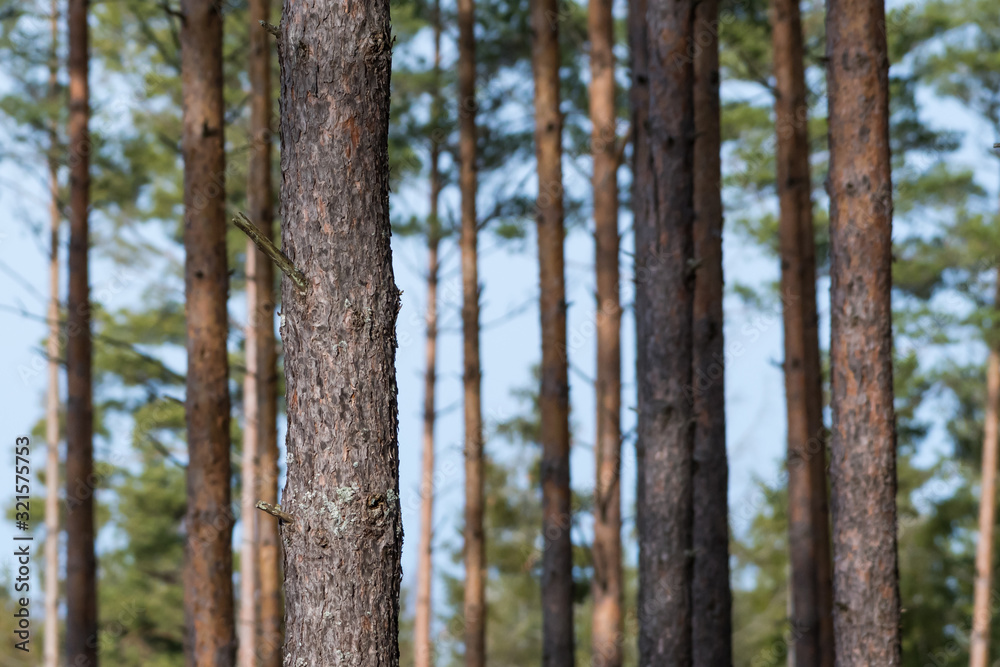 Obraz premium One focused pine tree trunk in a bright forest