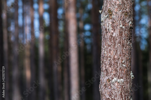 Growing pine tree trunk close up