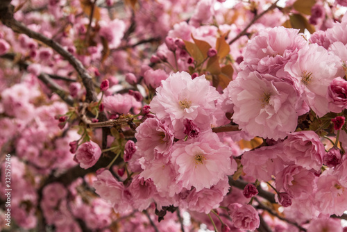 cherry tree blossom background, flowering sakura background photo