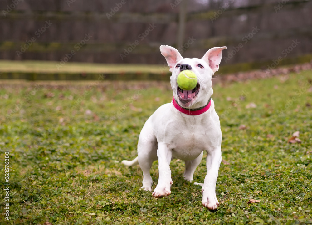A white Pit Bull Terrier mixed breed dog catching a ball