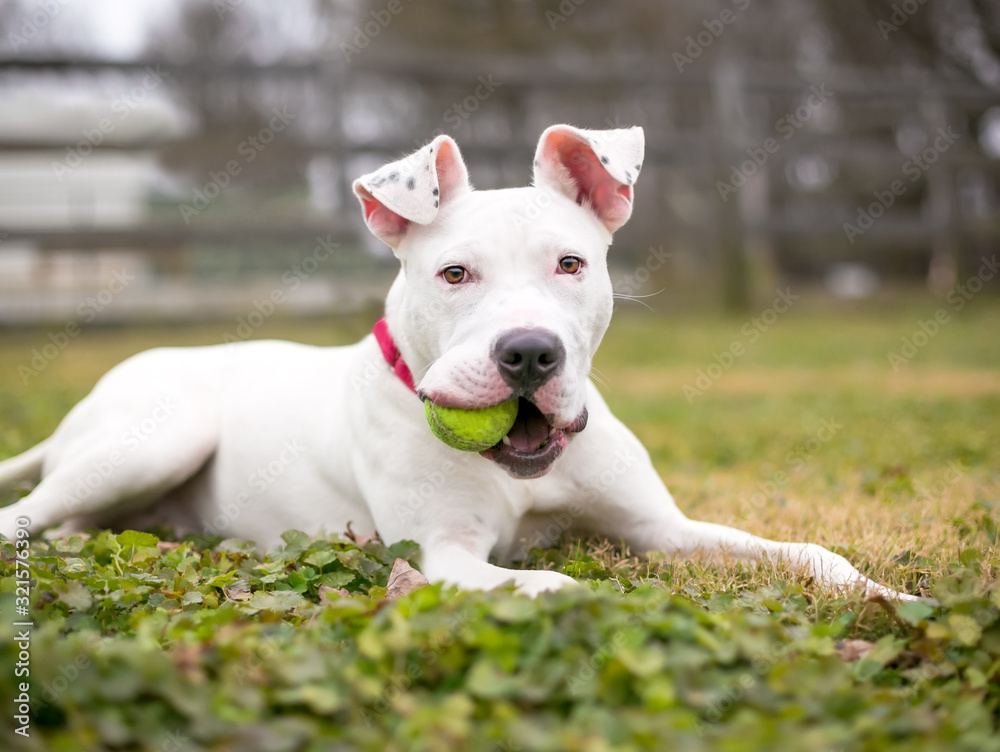 A white Pit Bull Terrier mixed breed dog lying in the grass and holding a ball in its mouth