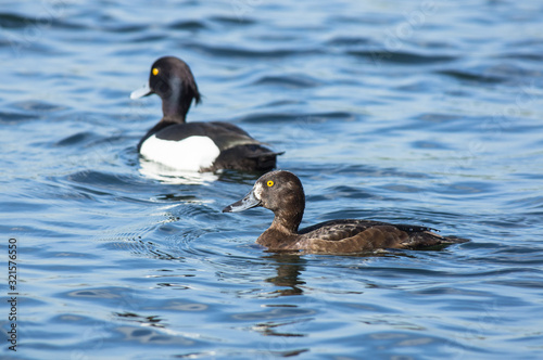 tufted duck (Aythya fuligula) male and female © Marcin Rogozinski