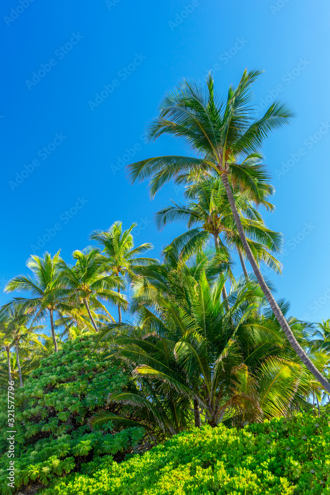 Tropical palm tree and plants with clear blue sky
