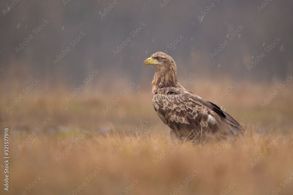 Fototapeta premium White-tailed eagle (Haliaeetus albicilla) in the snowfall ,taken in Poland