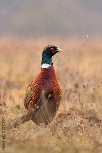 portrait of Common pheasant (Phasianus colchicus ) taken in Poland