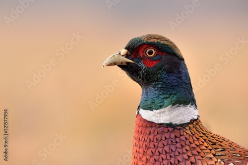 portrait of Common pheasant (Phasianus colchicus ) taken in Poland