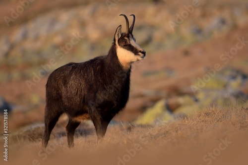 Tatra chamois ( rupicapra rupicapra tatrica ), in the first morning light ,  taken in national park Low Tatras Slovakia